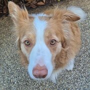 Home Owner wanting sitter in Wannanup, Western Australia
