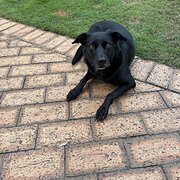 Home Owner wanting sitter in ballina , New South Wales