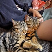 Home Owner wanting sitter in Geraldton , Western Australia