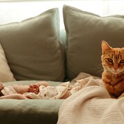 Home Owner wanting sitter in Perth, Western Australia