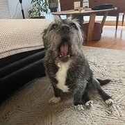 Home Owner wanting sitter in , Victoria