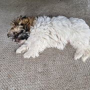 Home Owner wanting sitter in Brisbane, Queensland