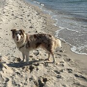 Home Owner wanting sitter in Frankston, Victoria