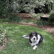 Home Owner wanting sitter in Wollongong, New South Wales