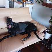 House Sitter - DogLover