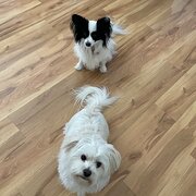Home Owner wanting sitter in , Western Australia