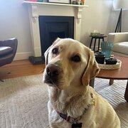 Home Owner wanting sitter in , Victoria