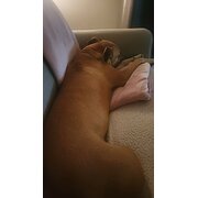 Home Owner wanting sitter in Sunshine Coast , Queensland