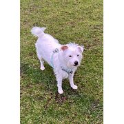 Home Owner wanting sitter in MANNING, Western Australia