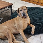 Home Owner wanting sitter in Perth, Western Australia