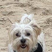 Home Owner wanting sitter in Newcastle , New South Wales