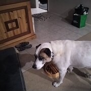 House Sitter - Pets4Pete