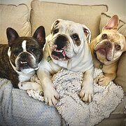 Home Owner wanting sitter in Melbourne, Victoria