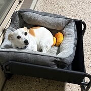 Home Owner wanting sitter in , Queensland