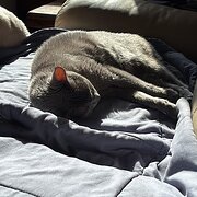 Home Owner wanting sitter in Port Macquarie, New South Wales
