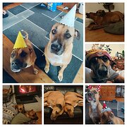 Home Owner wanting sitter in Adelaide, South Australia