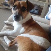 Home Owner wanting sitter in Brisbane, New South Wales