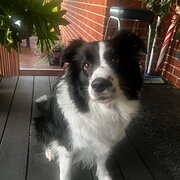 Home Owner wanting sitter in , Queensland