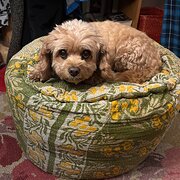 Home Owner wanting sitter in Mornington, Victoria