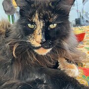 Home Owner wanting sitter in , Western Australia