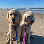 Home Owner wanting sitter in Gold Coast , Queensland