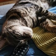 House Sitter - J