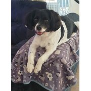 Home Owner wanting sitter in Coffs Harbour, New South Wales