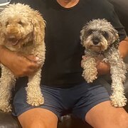 Home Owner wanting sitter in Brisbane, Queensland