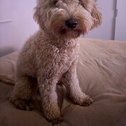 Home Owner wanting sitter in , New South Wales