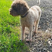 Home Owner wanting sitter in Wyong, New South Wales