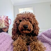 Home Owner wanting sitter in Newcastle , New South Wales
