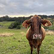 Home Owner wanting sitter in Nambucca Heads, New South Wales