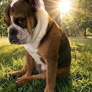 Home Owner wanting sitter in Yamanto/ipswich, Queensland