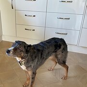 Home Owner wanting sitter in , Queensland