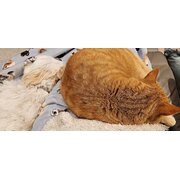Home Owner wanting sitter in Hobart , Tasmania