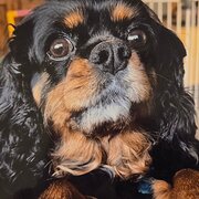 Home Owner wanting sitter in , New South Wales