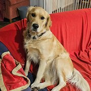 Home Owner wanting sitter in Bairnsdale , Victoria