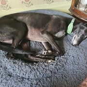 Home Owner wanting sitter in , Tasmania