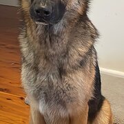 Home Owner wanting sitter in , New South Wales
