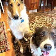 Home Owner wanting sitter in Canberra, Australian Capital Territory