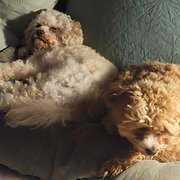 Home Owner wanting sitter in PAKENHAM, Victoria
