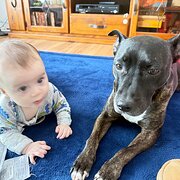 Home Owner wanting sitter in , South Australia