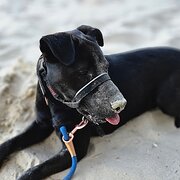 Home Owner wanting sitter in MERMAID BEACH, Queensland