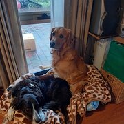 Home Owner wanting sitter in Melbourne , Victoria