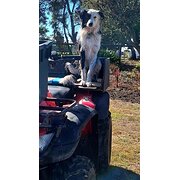 Home Owner wanting sitter in Launceston, Tasmania
