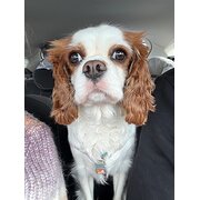 Home Owner wanting sitter in , Queensland