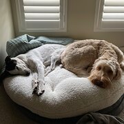 Home Owner wanting sitter in Adelaide , South Australia