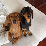 Home Owner wanting sitter in , Victoria