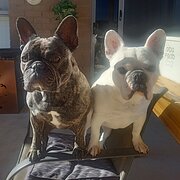 Home Owner wanting sitter in Irymple, Victoria