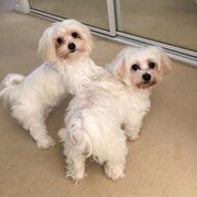 Home Owner wanting sitter in , New South Wales